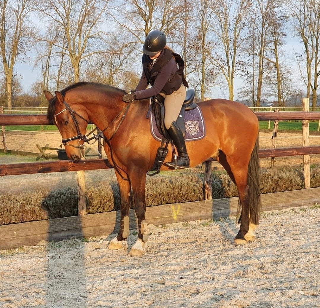 10 jarige Ferdeaux ruin, Dieren en Toebehoren, Paarden, Ruin, Dressuurpaard
