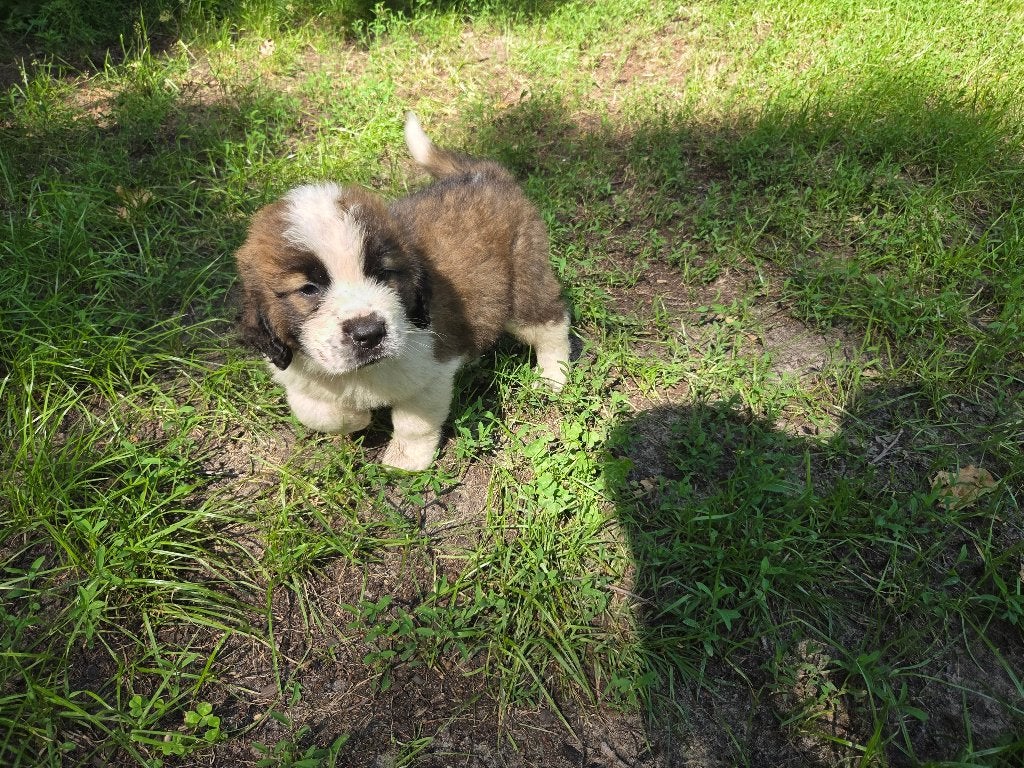 Nog 2 Sint-bernard pups mogen het nest verlaten, België, Particulier, Overige rassen, 8 tot 15 weken