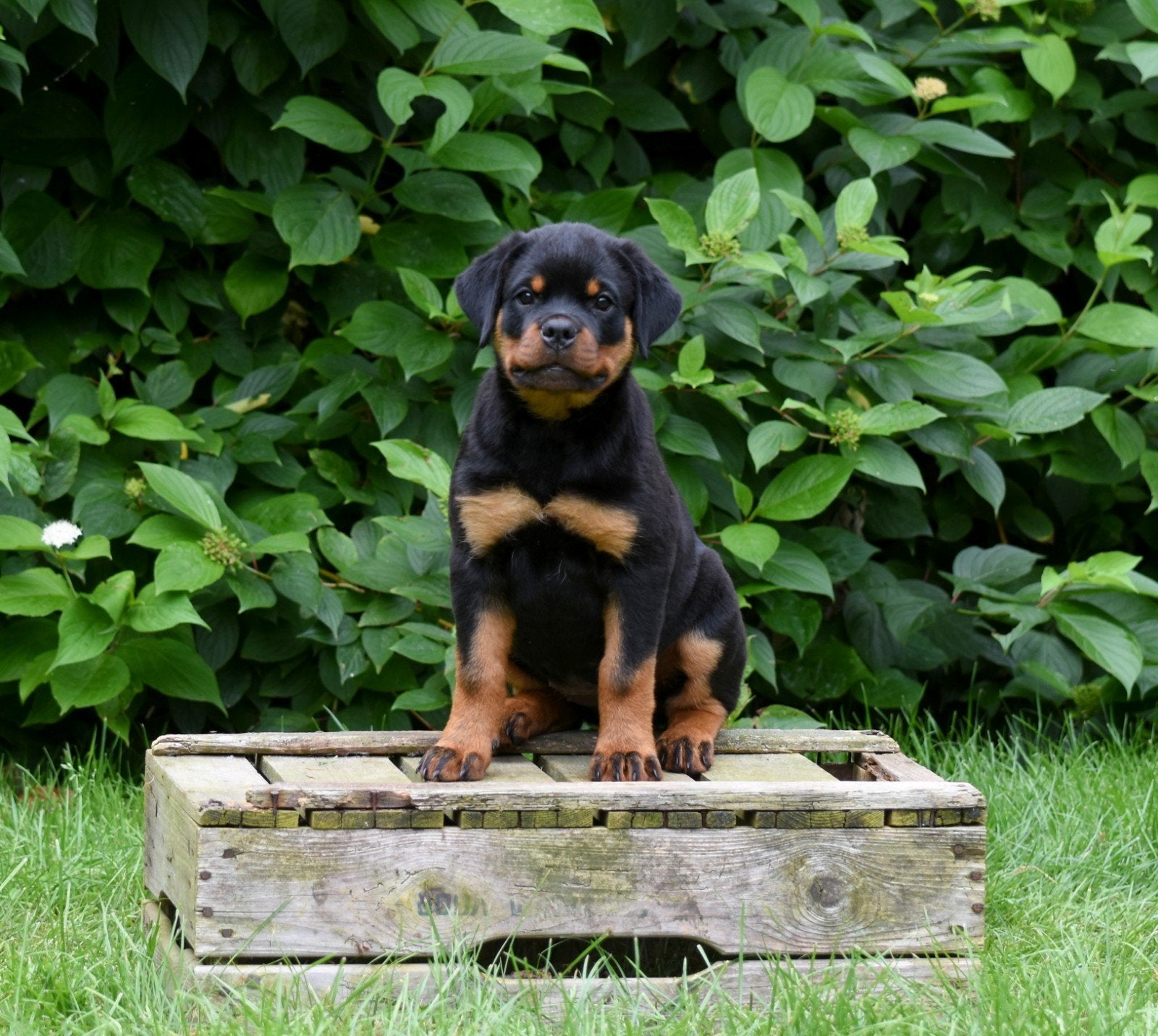 Rottweiler pups FCI stamboom, Overige rassen, 8 tot 15 weken, Teef, Meerdere