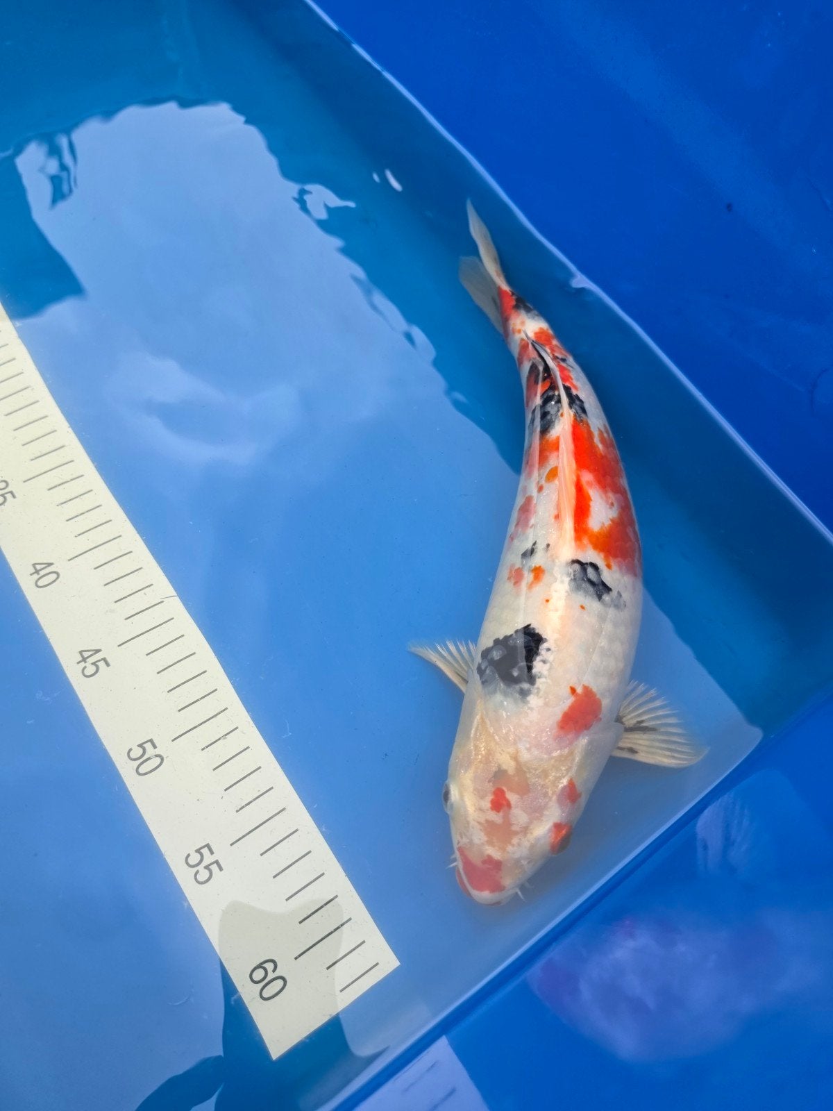 Sanke Sff, Dieren en Toebehoren, Karper of Koi