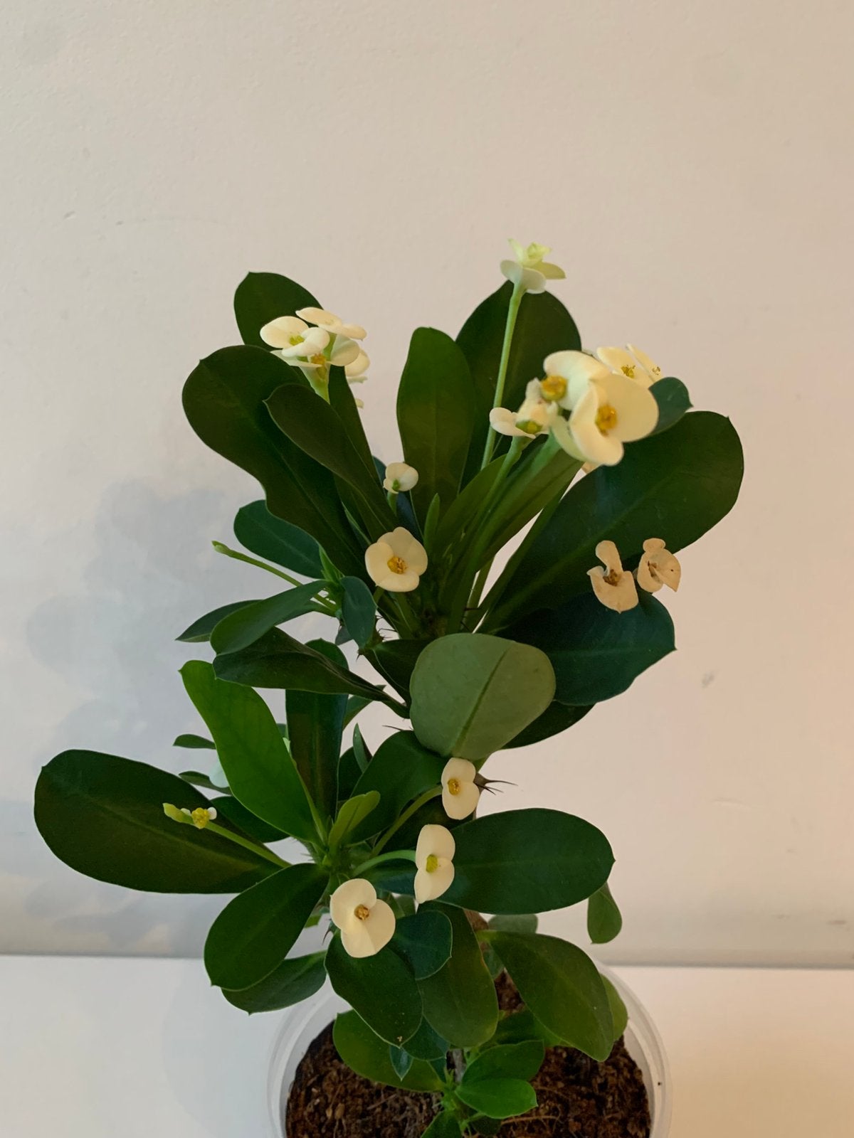 Euphorbia milii, Ophalen of Verzenden