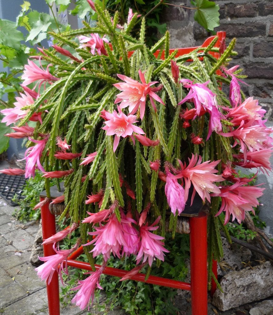 Aporocactus smithii - rattenstaart of slangencactus, Ophalen of Verzenden, Cactus, Volle zon, Minder dan 100 cm