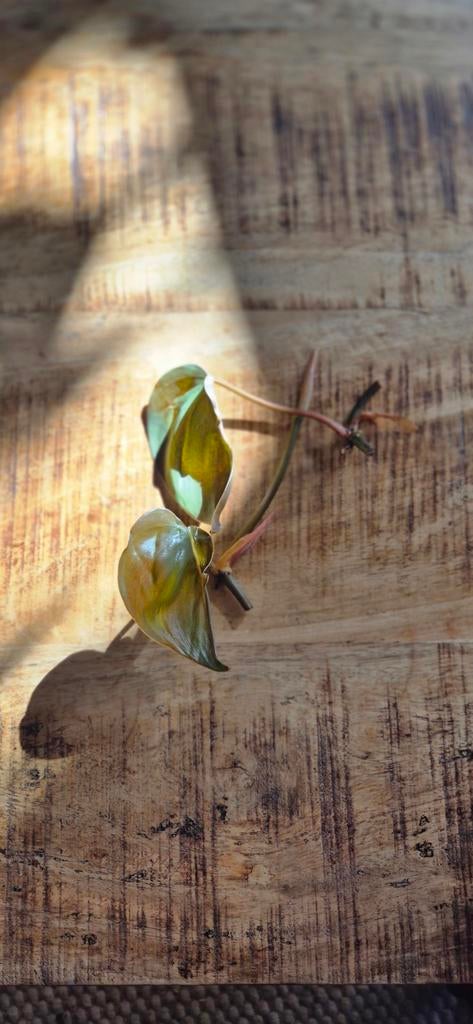 Philodendron hederaceum variegated revert, Huis en Inrichting, Ophalen of Verzenden, Halfschaduw, Minder dan 100 cm