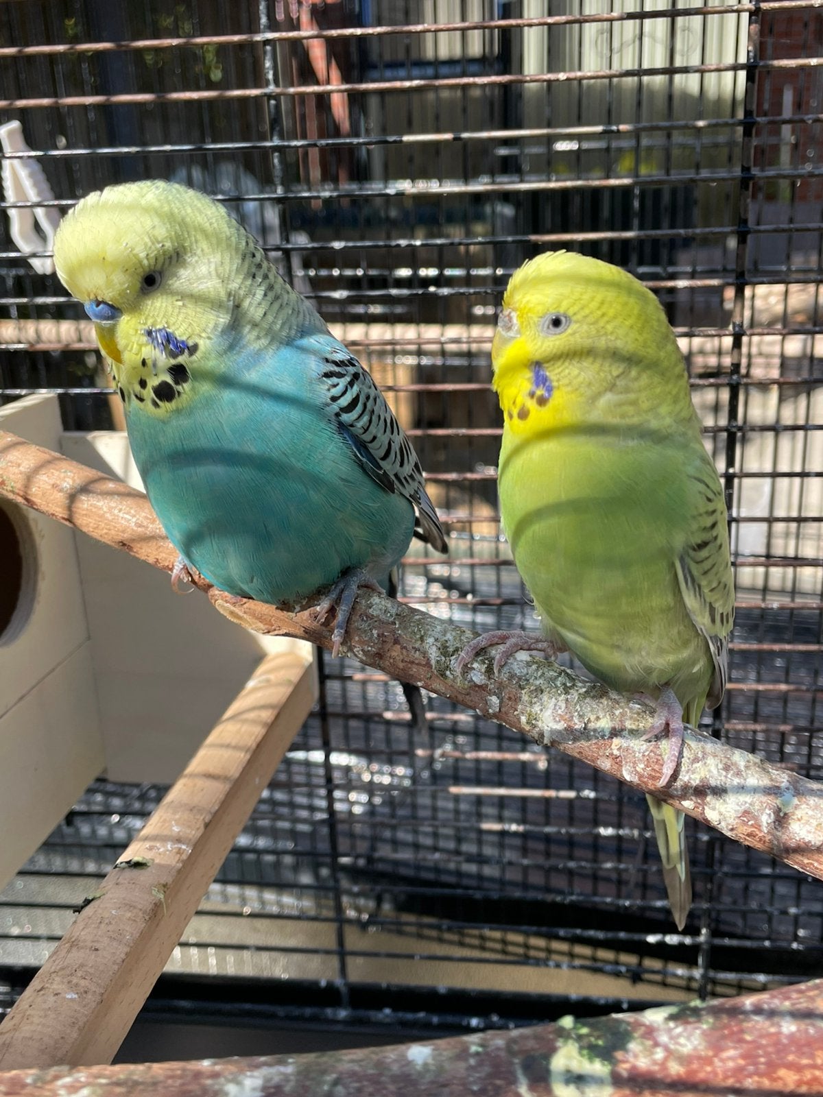 Mooi een koppel broedrijp regenbogen grasparkieten te koop, Dieren en Toebehoren, Vogels | Parkieten en Papegaaien, Meerdere dieren