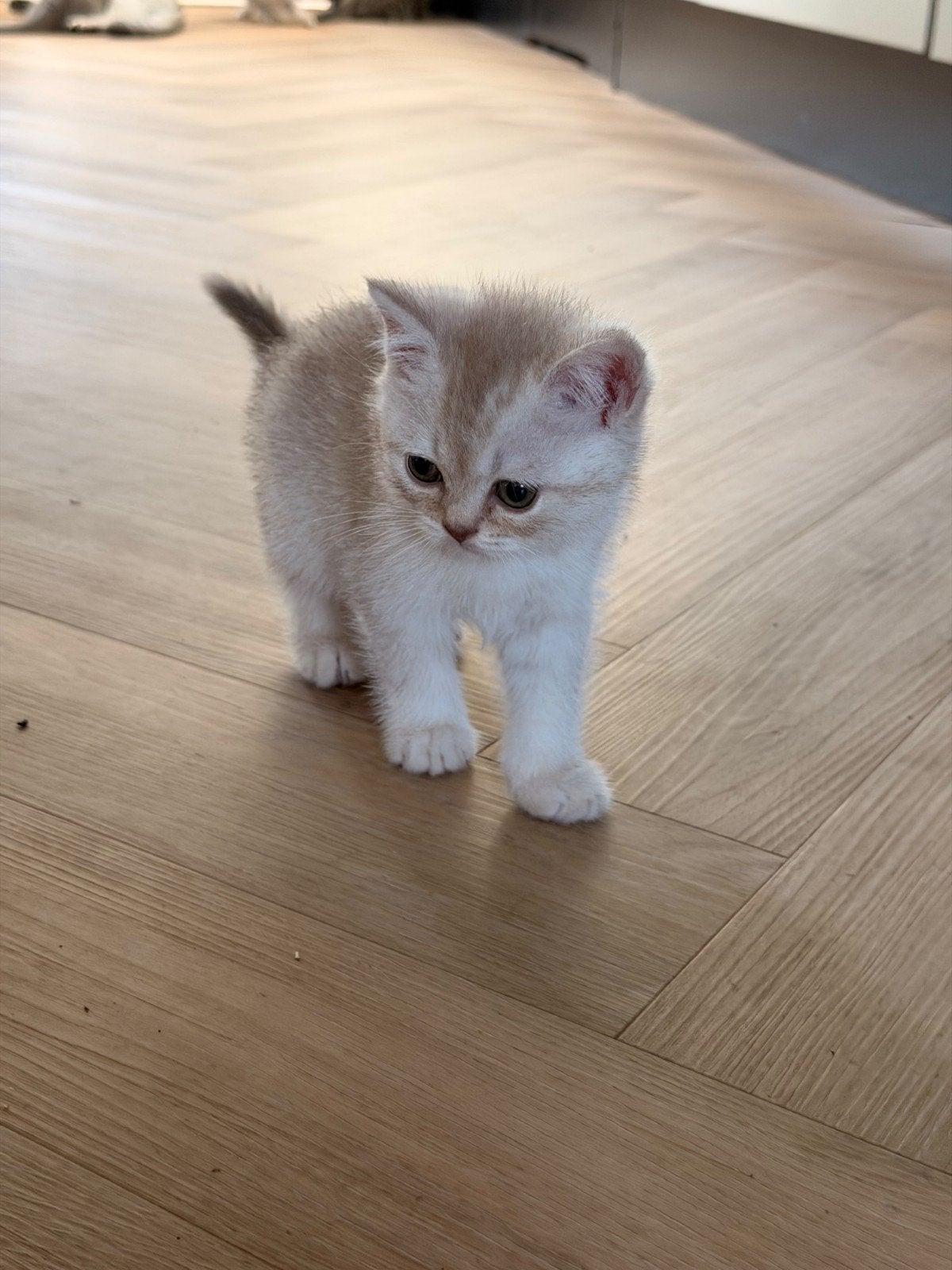 Prachtige Brits/ Britse korthaar kittens. Nog 2 beschikbaar., Dieren en Toebehoren, Meerdere dieren, Gechipt