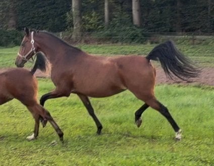 Mooie makkelijk bewegende NWR stermerrie, Dieren en Toebehoren, Merrie, Met stamboom, Dressuurpony, Niet van toepassing