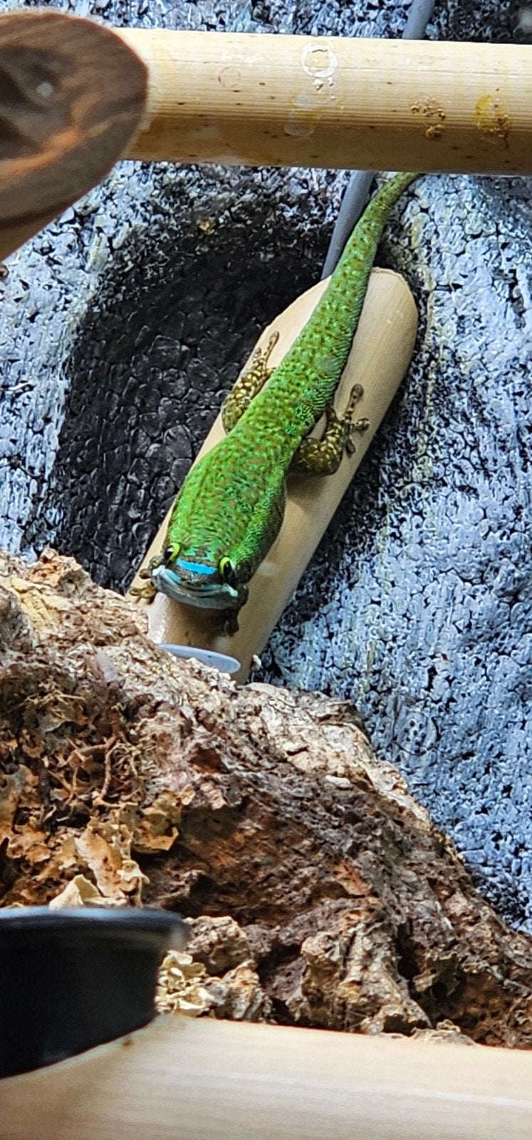 Phelsuma Inexpectata 0.0.3, Dieren en Toebehoren, Reptielen en Amfibieën, Amfibie, 0 tot 2 jaar