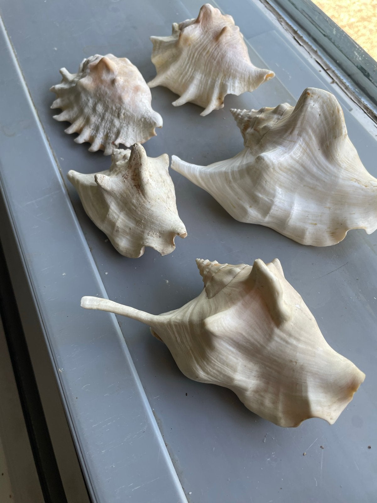 5 Lambis of Queen Conch schelpen, Verzamelen, Ophalen of Verzenden, Schelp(en)