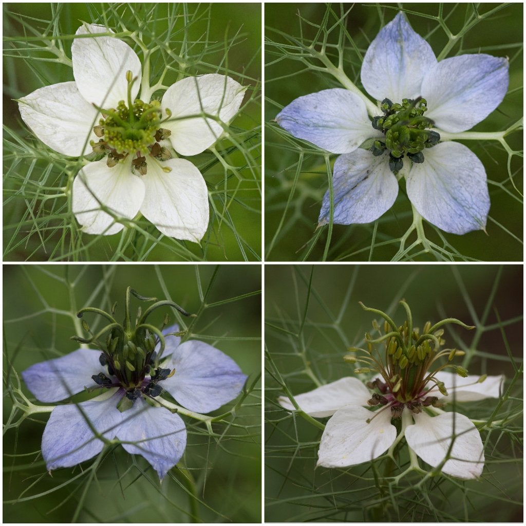 Zaden zwarte komijn mix (Nigella sativa), Ophalen of Verzenden, Voorjaar, Volle zon, Zaad
