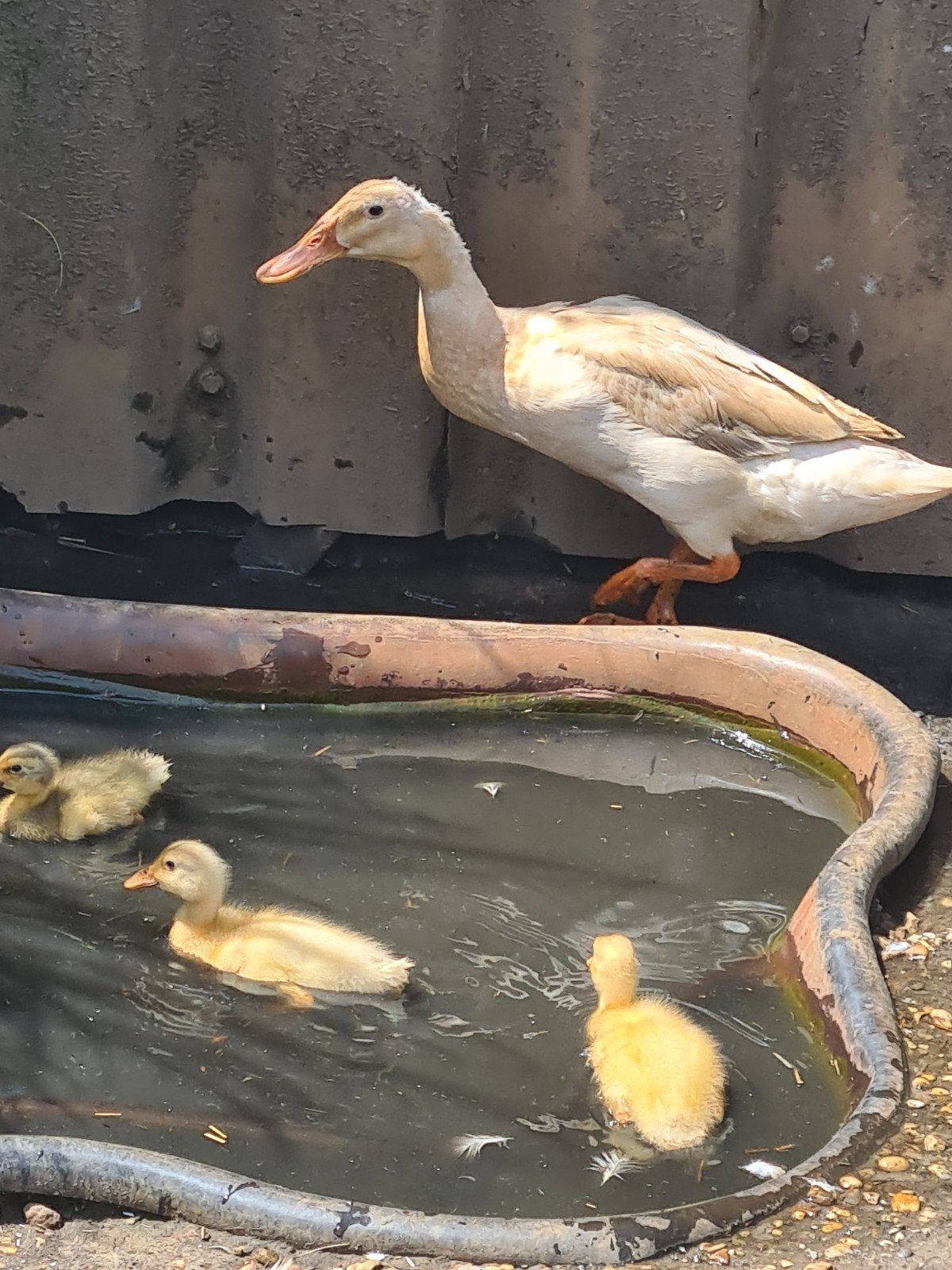 Indische loopeenden kuikens, Dieren en Toebehoren, Pluimvee, Geslacht onbekend, Eend