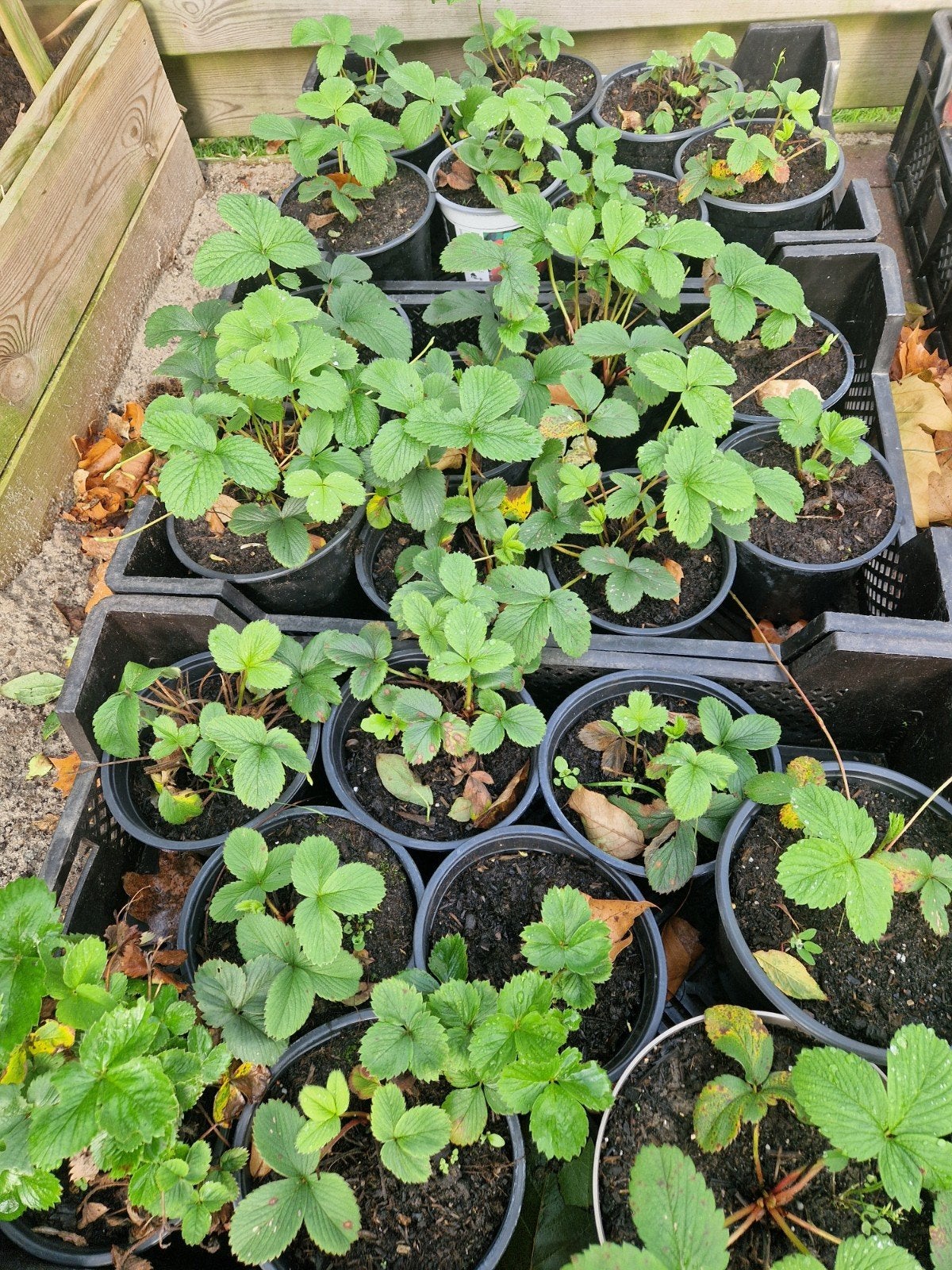 Snow White Aardbeienplanten - Heerlijke Witte Aardbeien, Tuin en Terras, Ophalen, Volle zon, Vaste plant, Fruitplanten