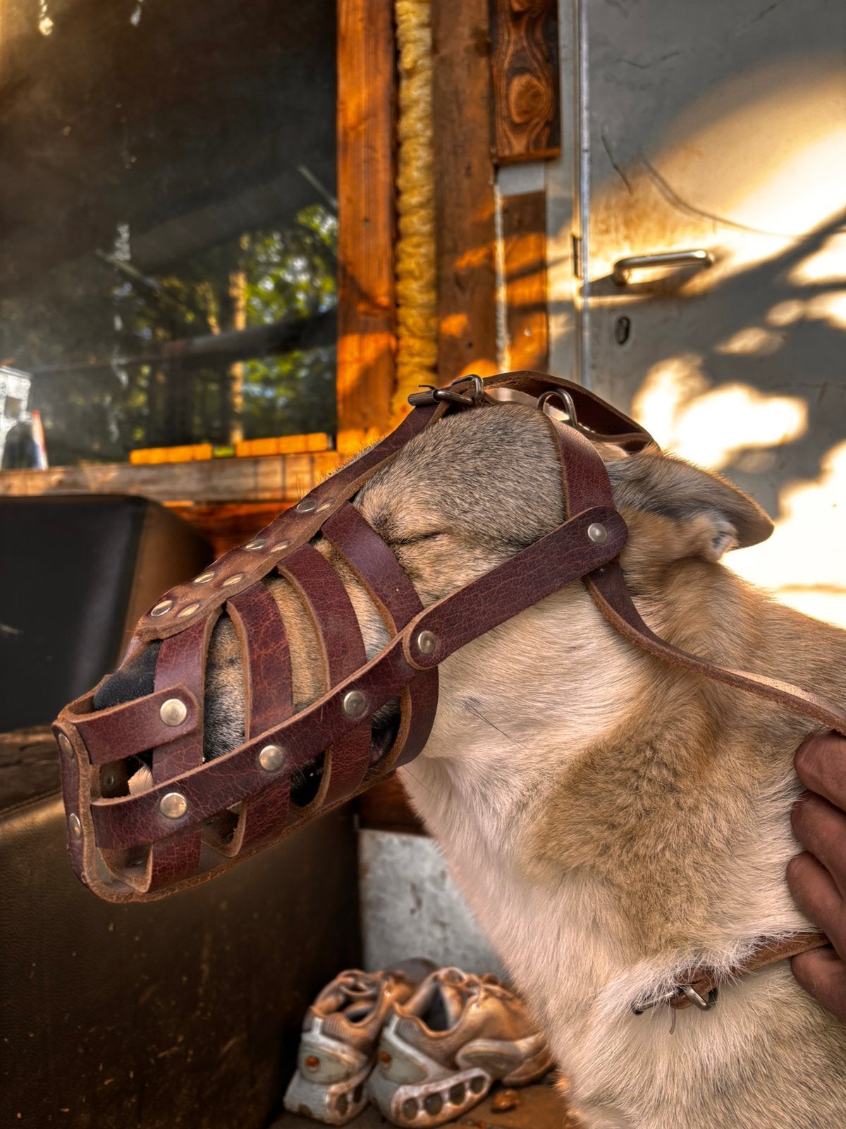Nieuwe muilkorf van leer: Duitse dog / maat XXL, Ophalen of Verzenden, Nieuw