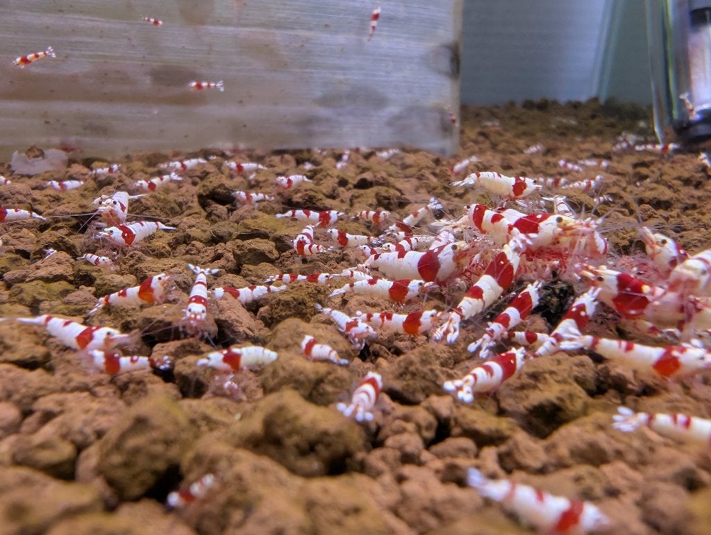 Chrystal Red PRL Caridina garnalen, Kreeft, Krab of Garnaal, Zoetwatervis, Schoolvis