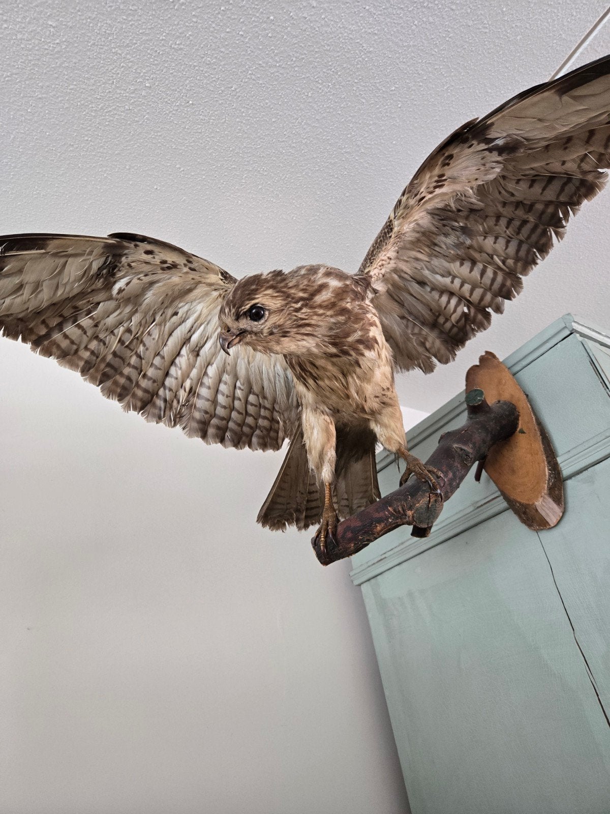Opgezette Buizerd - Indrukwekkende Vliegende Houding, Verzamelen, Ophalen, Gebruikt, Vogel, Opgezet dier