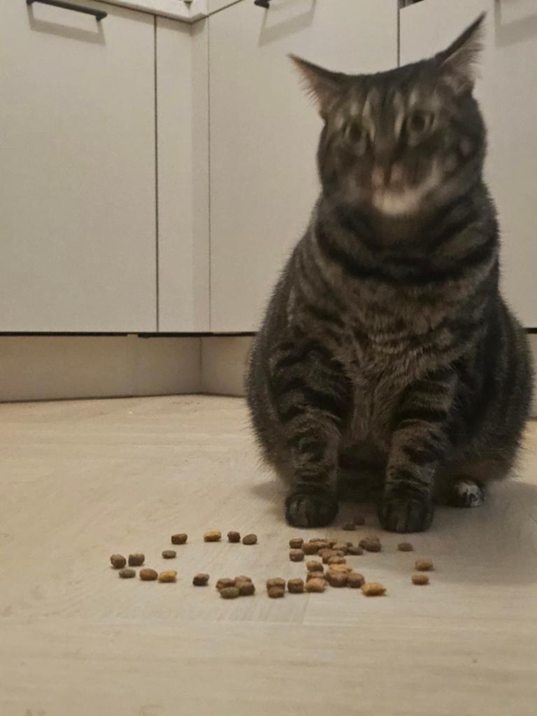 Een warme nest gezocht voor Nala en Nami, Poes