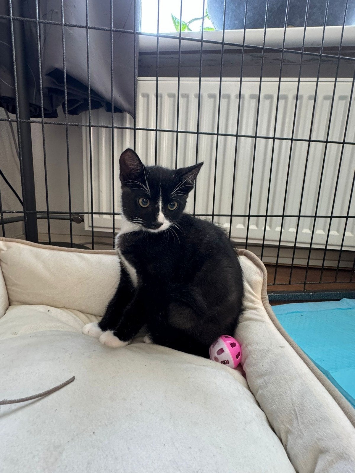 Kitten, Kater