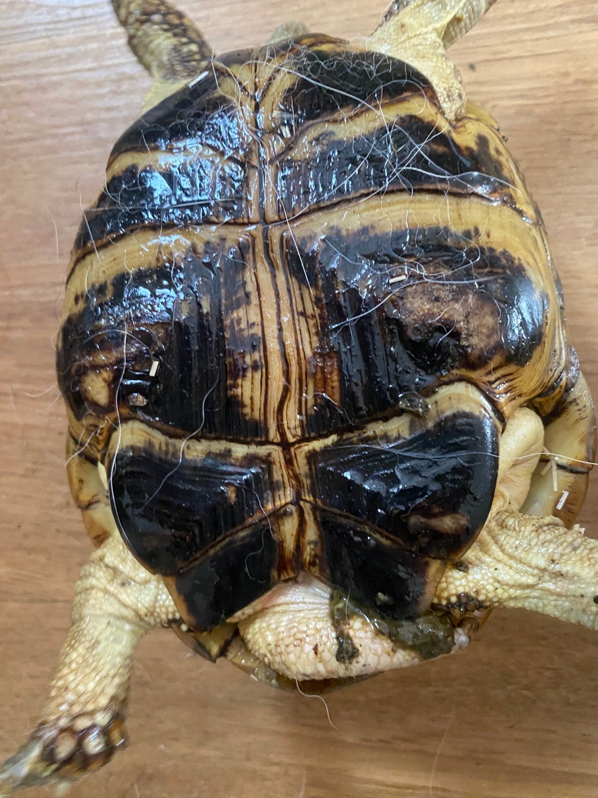 Vierteen schildpad Tortoise photo 3
