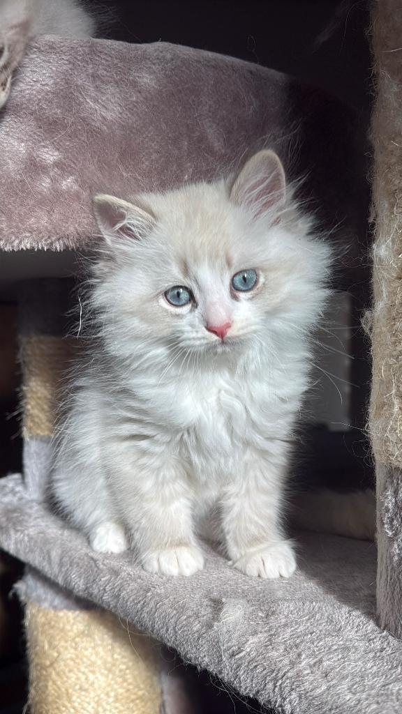 Siberische Kittens beschikbaar, Meerdere dieren, Gechipt, 0 tot 2 jaar