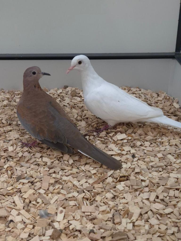 Senegal tortelduiven, Meerdere dieren, Tropenvogel, Geringd