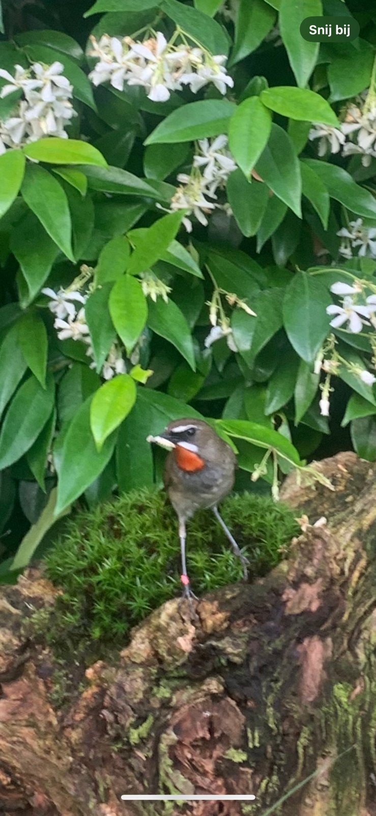 Roodkeel nachtegalen onverwant maken, Dieren en Toebehoren, Vogels | Overige Vogels, Meerdere dieren