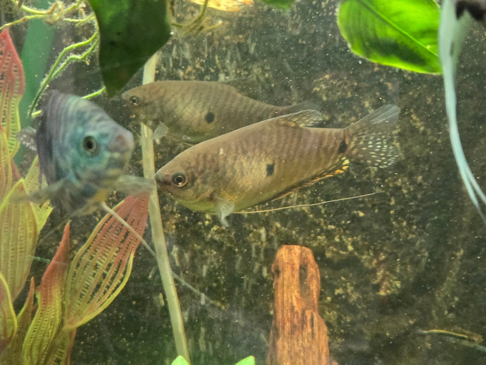 couple gourami, Dieren en Toebehoren, Vis