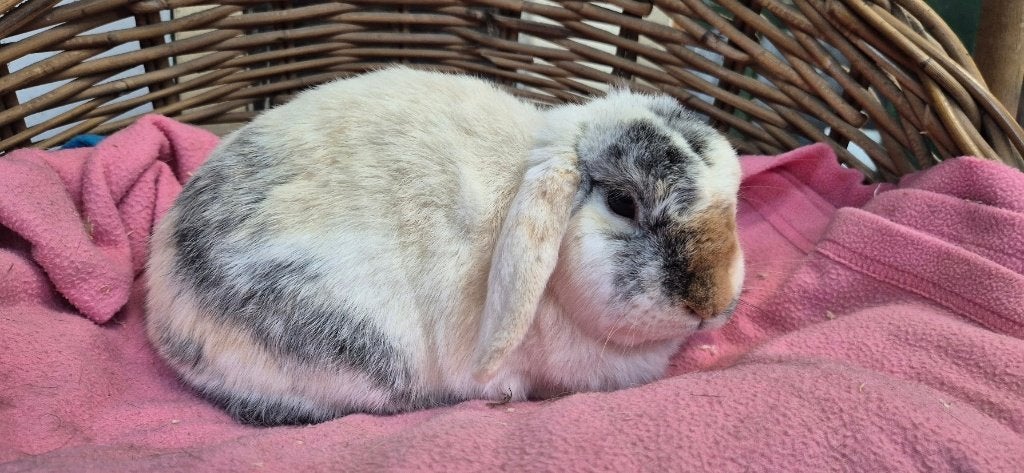 Voedster Jenny uit de opvang zoekt een tehuis!, Dieren en Toebehoren, Konijnen, Vrouwelijk, Dwerg