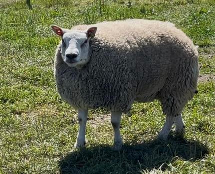Super beste stamboek texelaar ram, Mannelijk, Schaap