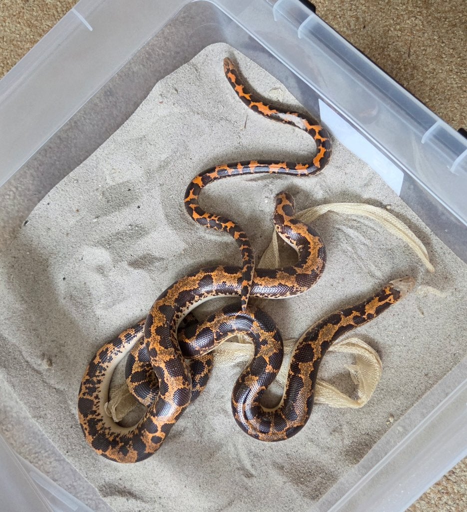 Eryx Columbrinus Zandboa, Dieren en Toebehoren, Slang, 3 tot 6 jaar