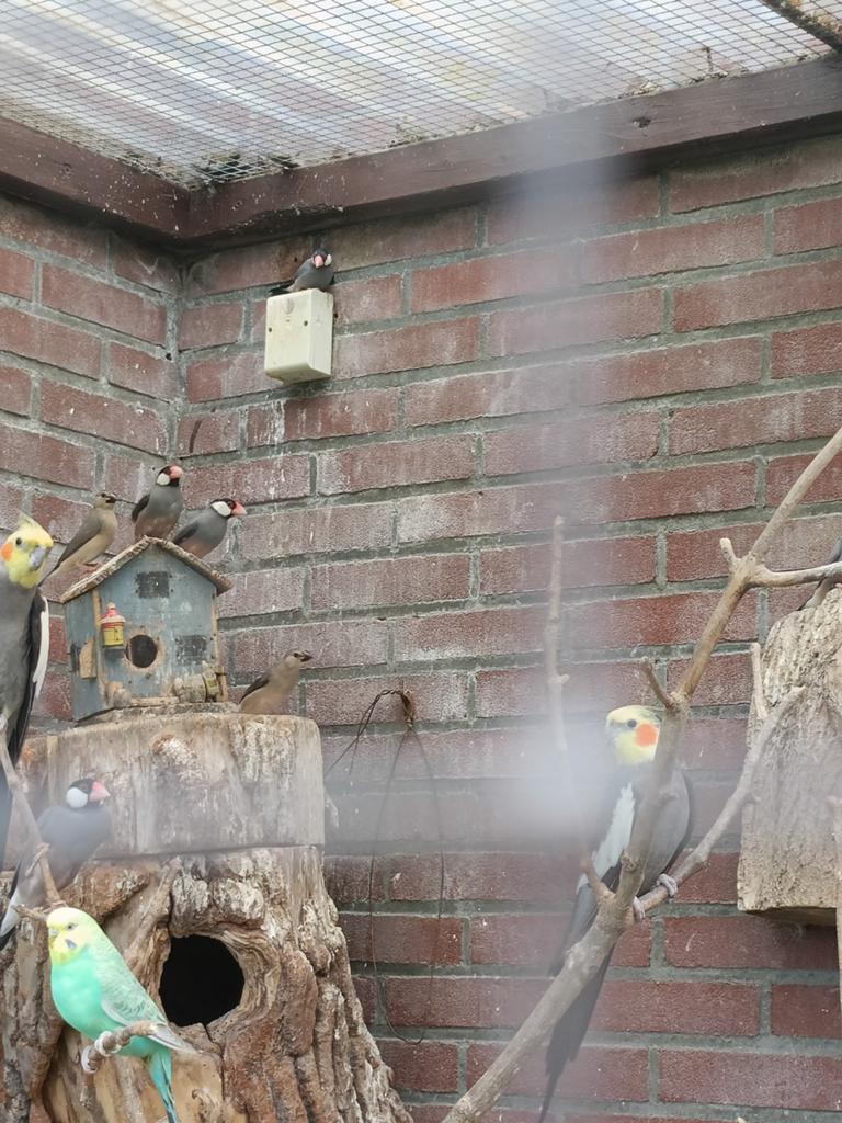 Rijstvogel, Dieren en Toebehoren, Meerdere dieren