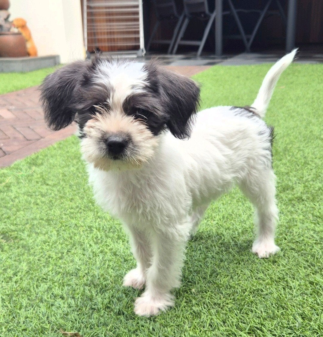 Boomer x Poedel pup T.E.A.B, Parvo, Overige rassen, 8 tot 15 weken, Teef