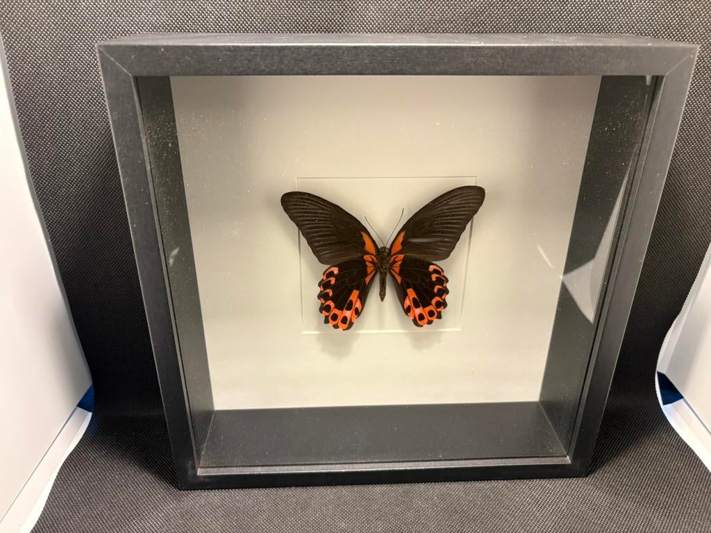 Geprepareerde vlinder in een 3d lijst, Ophalen of Verzenden, Insect, Opgezet dier