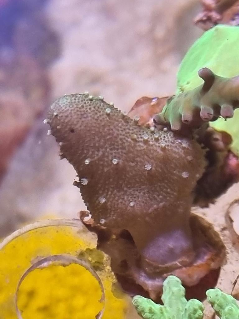 Diverse koraal stekjes, Dieren en Toebehoren, Ophalen of Verzenden