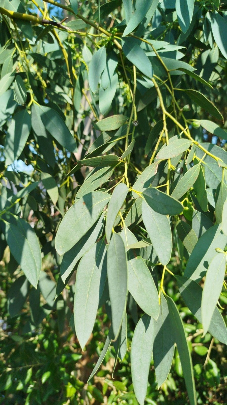 Verse Eucalyptus Takken of hout, Ophalen