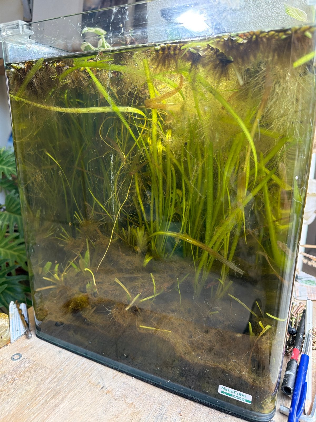 Nano cube Dennerle  met ronde hoeken met garnaaltjes, Ophalen, Leeg aquarium