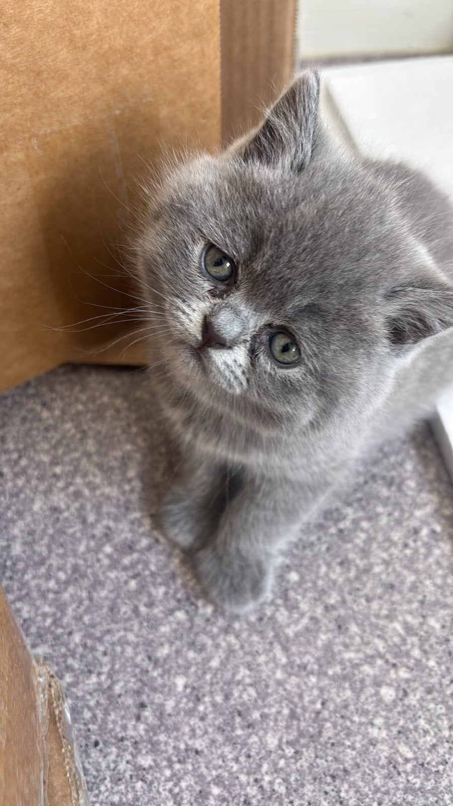 Korthaar (British  bleu, Kater, Kortharig, 0 tot 2 jaar
