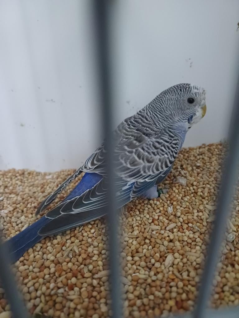 Grasparkiet violet jonge pop split antraciet., Vrouwelijk, Parkiet