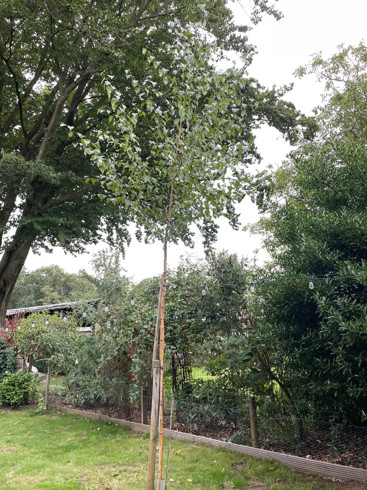 Berkenboompje, Tuin en Terras, Overige soorten, Lente, 400 cm of meer, Ophalen