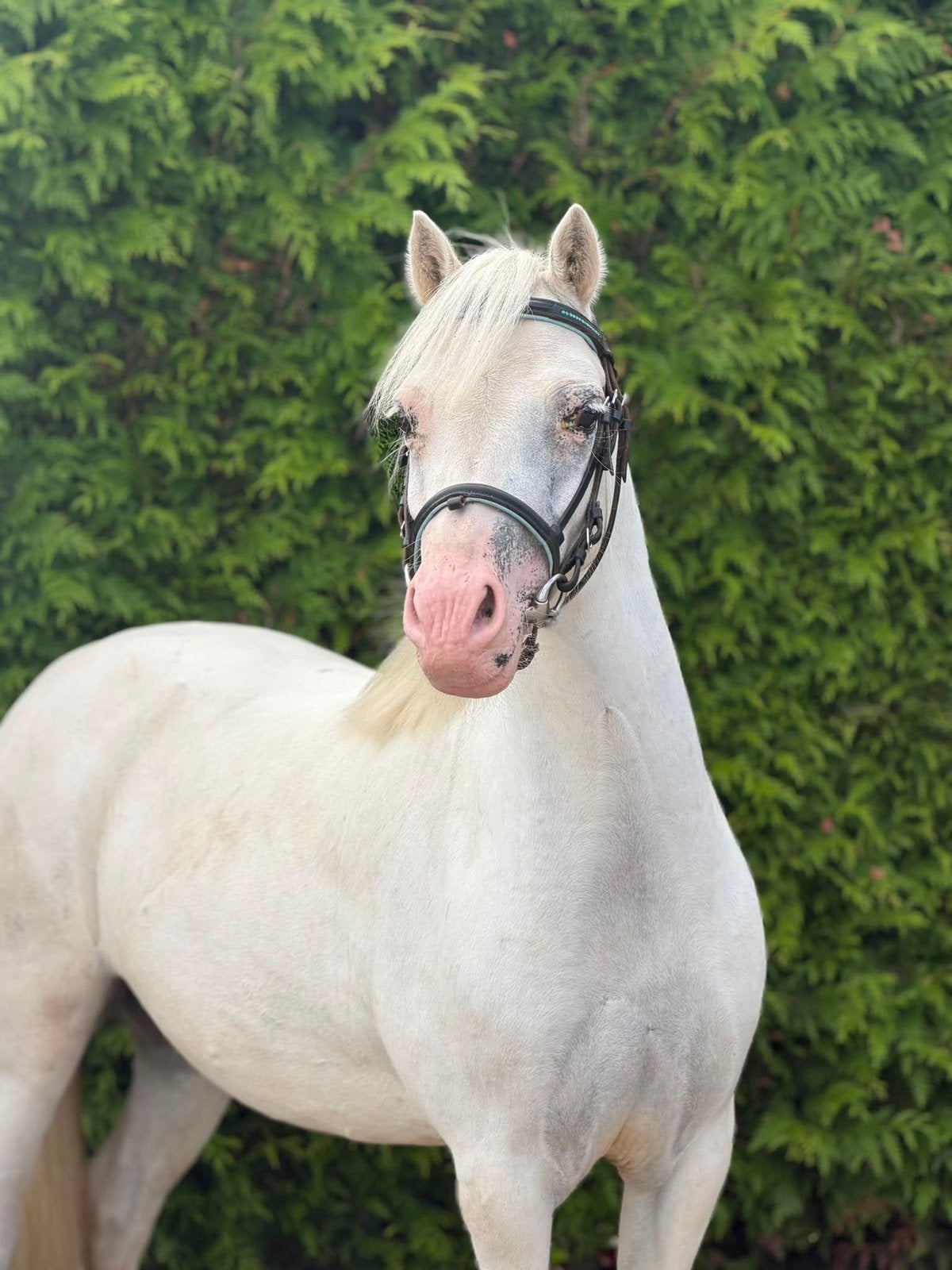 Te koop: veelbelovende Welsh A-pony merrie, Merrie, 3 tot 6 jaar