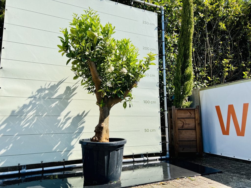 Sinaasappelboom - Citrusboom - stamomvang 30-40 cm, 100 tot 250 cm, Zomer, Volle zon, In pot