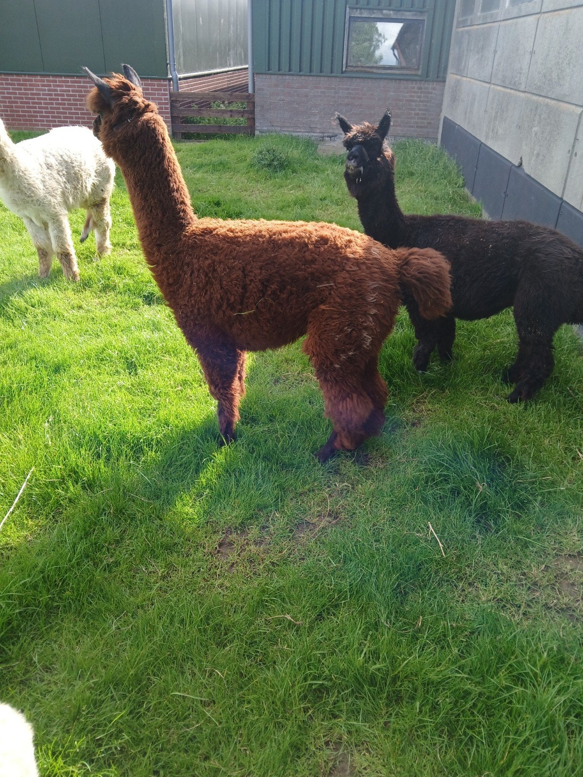Prachtige 3 jarige alpaca merrie te koop!, Vrouwelijk, 3 tot 5 jaar