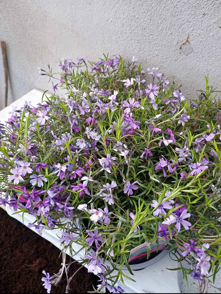Te koop kruip phloxen dit is een vaste plant, Ophalen, Overige soorten