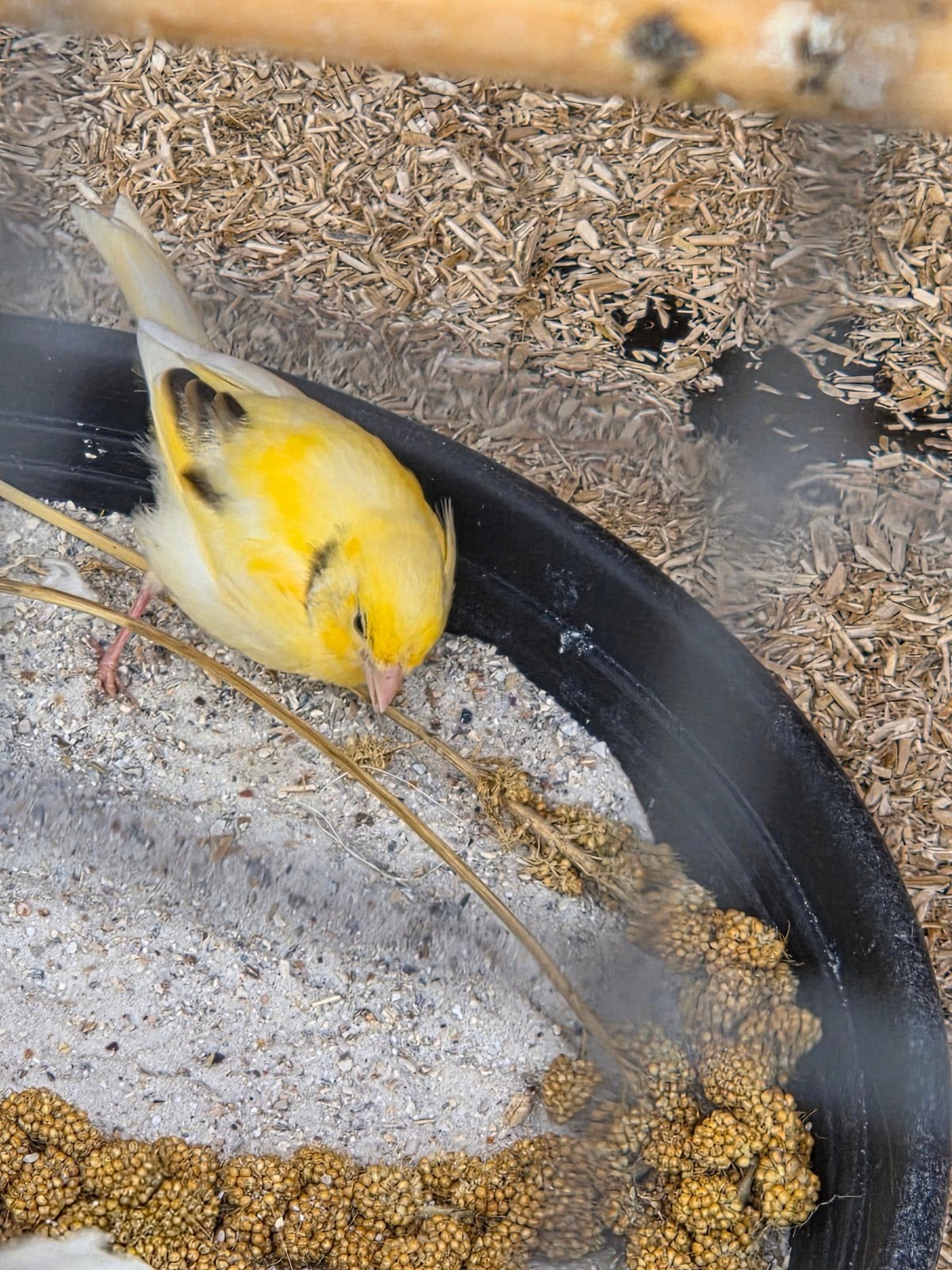 Kanaries, Dieren en Toebehoren, Vogels | Kanaries, Geslacht onbekend, Kleurkanarie