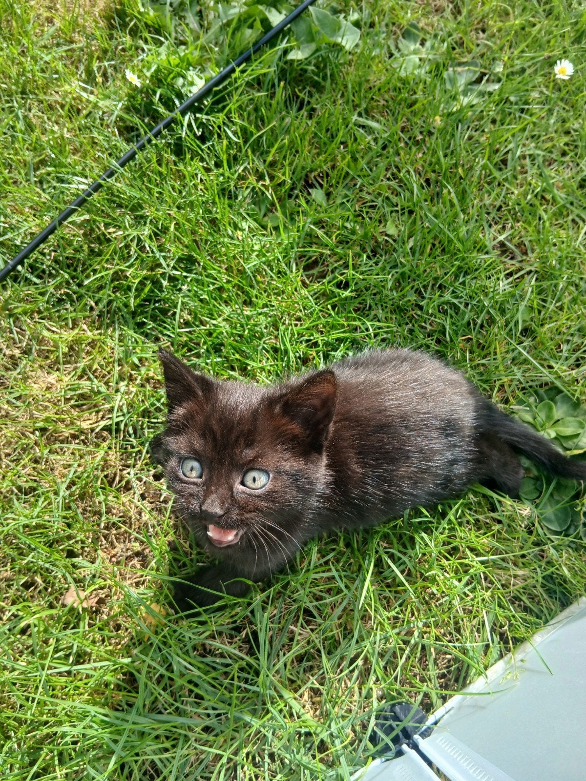 mooie kittens!!, Dieren en Toebehoren, Katten en Kittens | Overige Katten, Meerdere dieren