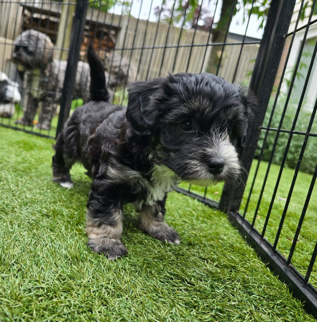 Prachtige puppy's, Dieren en Toebehoren, 8 tot 15 weken, Parvo, Meerdere, Meerdere dieren