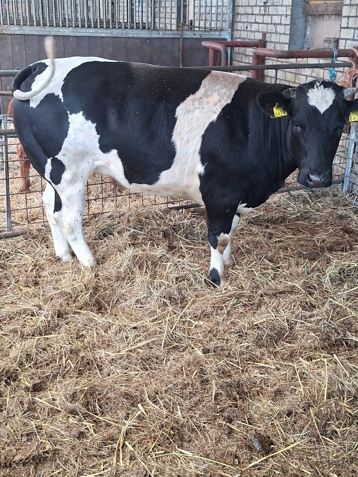 drachtige vaars, Dieren en Toebehoren, Vrouwelijk