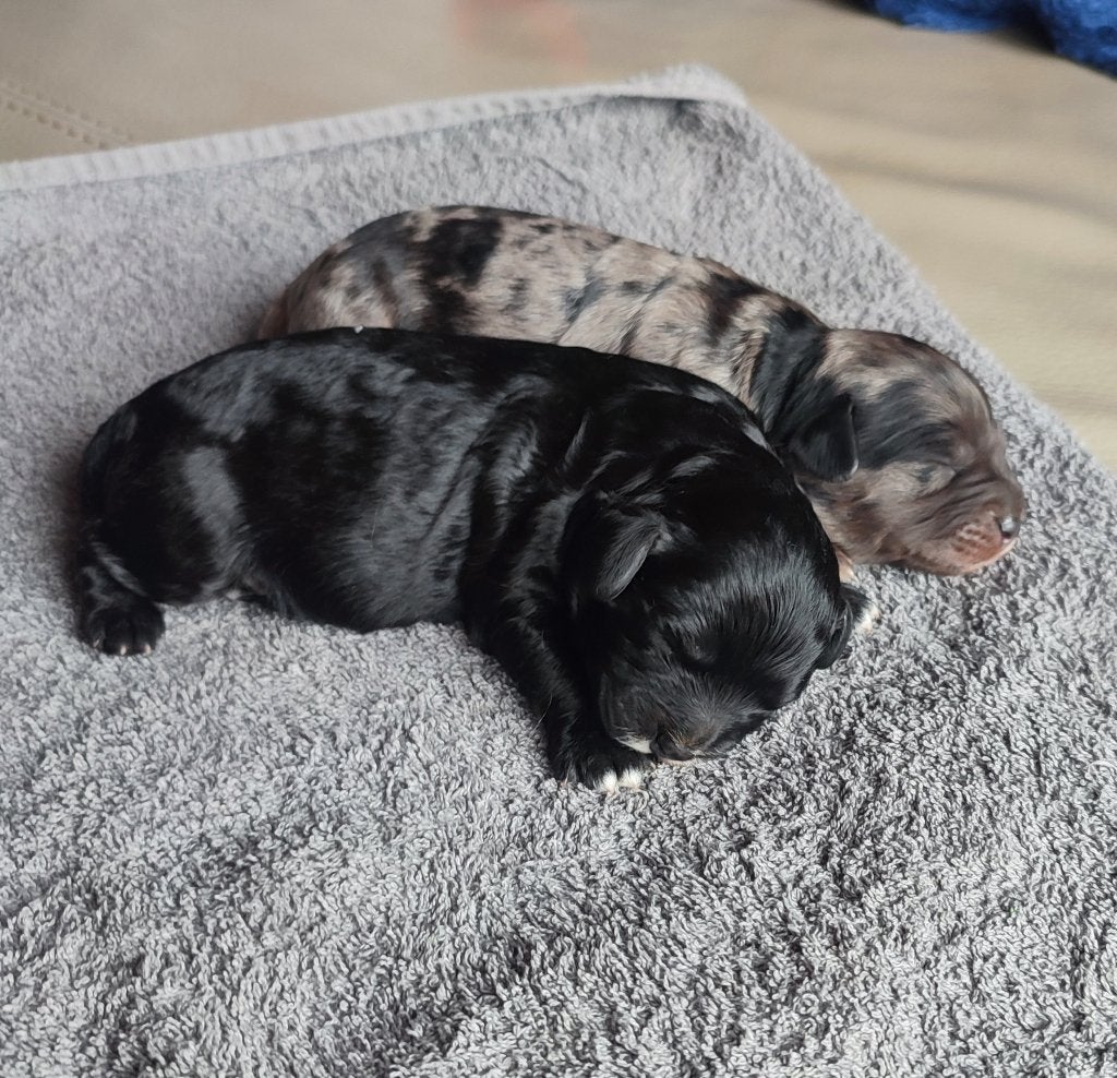 Prachtige Cavapoo pups, Parvo, België, Particulier, Overige rassen