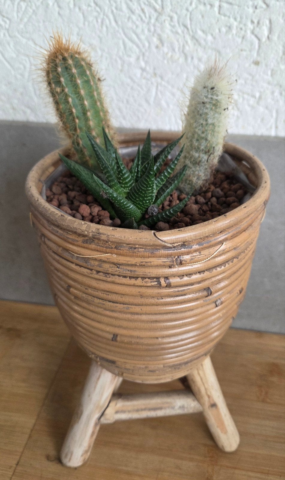 leuk cactus arrangement in pot, Huis en Inrichting, Kamerplanten, Ophalen, Halfschaduw, Minder dan 100 cm, In pot