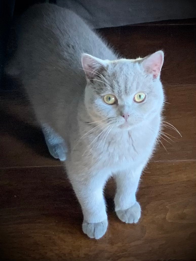 Brits Korthaar poesje Lilac, Poes