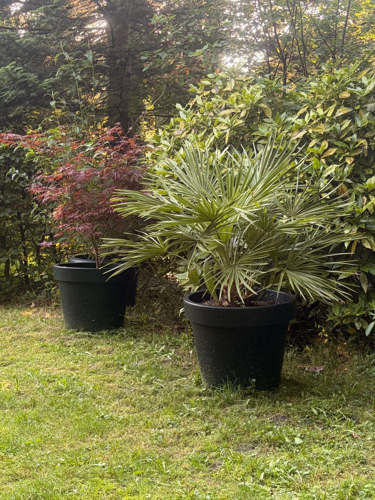 Diverse grote planten in pot, Hattem, Tuin en Terras, Planten | Tuinplanten, Overige soorten, Volle zon, Ophalen