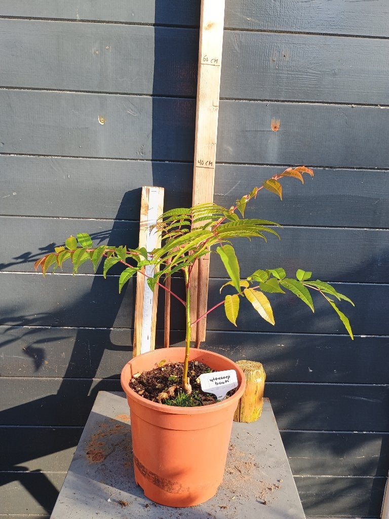 Uiensoepboom of ook wel Toona sinensis - Chinese mahonie C2, Lente, Minder dan 100 cm, Volle zon, In pot